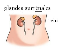 glandes surrénales