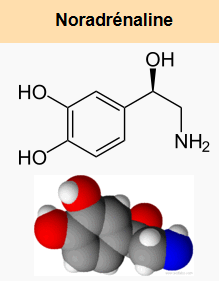structure chimique de la Noradrénaline